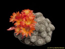 Rebutia krainziana 1843